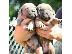 PoulaTo: Cane Corso κουτάβια